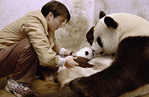 Giant Panda (Ailuropoda melanoleuca) researcher Wu Dai Fu teaching one of Gongzhu's 2003 cubs to nurse, fur around nipples has been clipped to aid nursing China Conservation and Research Center for th...