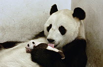 Giant Panda (Ailuropoda melanoleuca) Xi Xi with her 32 day old cub, China Conservation and Research Center for the Giant Panda, Wolong Nature Reserve, China