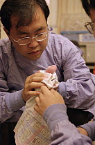 Giant Panda (Ailuropoda melanoleuca) Hua Mei's newborn cub checked by the staff at the China Conservation and Research Center for the Giant Panda, Wolong Nature Reserve, China