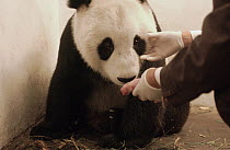 Giant Panda (Ailuropoda melanoleuca) Hua Mei with her newborn cub, the China Conservation and Research Center for the Giant Panda, Wolong Nature Reserve, China