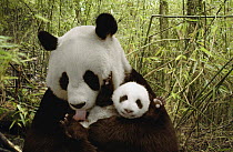 Giant Panda (Ailuropoda melanoleuca) Gongzhu and cub in bamboo forest, Wolong Nature Reserve, China, digital composite