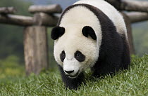 Giant Panda (Ailuropoda melanoleuca) 14 month old cub at the Wolong Nature Reserve, endangered, China