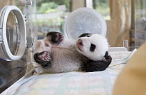 Giant Panda (Ailuropoda melanoleuca) 37 day old cub, Ying Ying, in incubator, Wolong Nature Reserve, endangered, China