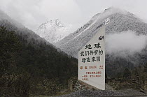 Giant Panda (Ailuropoda melanoleuca) release site for Xiang Xiang, first captive-born panda to be released into the wild, Wolong Nature Reserve, endangered, China