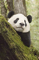 Giant Panda (Ailuropoda melanoleuca) head shot of Xiang Xiang in his pre-release enclosure, first captive raised panda to be released into the wild, endangered, China