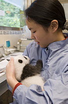 Giant Panda (Ailuropoda melanoleuca) 40 day old cub held by research assistant, Wolong Nature Reserve, endangered, China