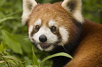 Lesser Panda (Ailurus fulgens) portrait, endangered, Wolong Nature Reserve, China