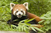 Lesser Panda (Ailurus fulgens) eating bamboo, endangered, Wolong Nature Reserve, China