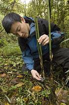 Giant Panda (Ailuropoda melanoleuca) researcher Liu Bing measuring the bamboo eaten by Xiang Xiang, the first captive raised panda released in the wild, Wolong Nature Reserve, China