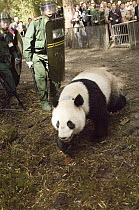 Giant Panda (Ailuropoda melanoleuca) Xiang Xiang, the first captive raised panda released into the wild, moving away from release site, Wolong Nature Reserve, China