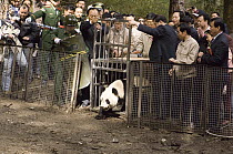 Giant Panda (Ailuropoda melanoleuca) Xiang Xiang, the first captive raised panda released into the wild, emerging from release cage, Wolong Nature Reserve, China