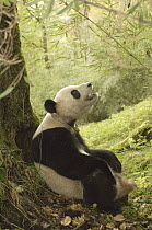 Giant Panda (Ailuropoda melanoleuca) Xiang Xiang, the first captive raised panda to be released into the wild in pre-release enclosure, Wolong Nature Reserve, endangered, China