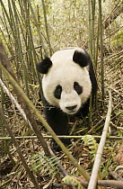 Giant Panda (Ailuropoda melanoleuca) Xiang Xiang, the first captive raised panda to be released into the wild in pre-release enclosure, Wolong Nature Reserve, endangered, China