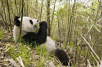 Giant Panda (Ailuropoda melanoleuca), Xiang Xiang the first captive raised panda to be released into the wild, in pre release enclosure eating bamboo, Wolong Nature Reserve, endangered, China