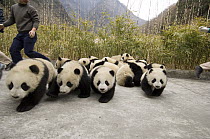 Giant Panda (Ailuropoda melanoleuca) sixteen cubs escape photo attempt, Wolong Nature Reserve, China, sequence 2 of 3