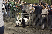 Giant Panda (Ailuropoda melanoleuca) Xiang Xiang's release into the wild with large crowd watching, Wolong Nature Reserve, China