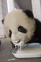 Giant Panda (Ailuropoda melanoleuca) cub drinking special milk mixture, Wolong Nature Reserve, China