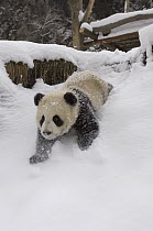 Giant Panda (Ailuropoda melanoleuca) six month old panda cub playing in nursery yard in snow, Wolong Nature Reserve, China