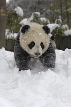 Giant Panda (Ailuropoda melanoleuca) six month old panda cub exploring nursery yard in snow, Wolong Nature Reserve, China