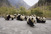 Giant Panda (Ailuropoda melanoleuca) cubs arranged to photograph all 16 cubs together, Wolong Nature Reserve, China, sequence 3 of 3