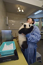 Giant Panda (Ailuropoda melanoleuca) researcher trying to weigh wiggly cub in nursery, Wolong Nature Reserve, China