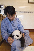 Giant Panda (Ailuropoda melanoleuca) researcher taking temperature of sick cub, Wolong Nature Reserve, China