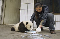Giant Panda (Ailuropoda melanoleuca) researcher feeding cub special milk, Wolong Nature Reserve, China