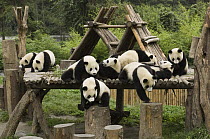Giant Panda (Ailuropoda melanoleuca) group of nine on playground, Wolong Nature Reserve, China