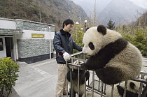 Giant Panda (Ailuropoda melanoleuca) cubs in moving cage going from nursery to playground, Wolong Nature Reserve, China