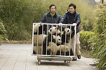 Giant Panda (Ailuropoda melanoleuca) seven cubs in moving cage going from nursery to playground, Wolong Nature Reserve, China