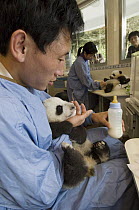 Giant Panda (Ailuropoda melanoleuca) researchers feeding cubs with a bottle in nursery while tourists watch, Wolong Nature Reserve, China