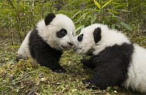 Giant Panda (Ailuropoda melanoleuca) two cubs touching noses, Wolong Nature Reserve, China