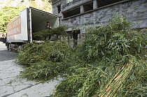 Workers delivering bamboo for Giant Pandas (Ailuropoda melanoleuca) after the May 12, 2008 earthquake, CCRCGP, Wolong, China