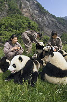 Giant Panda (Ailuropoda melanoleuca) young tended to by workers after the May 12, 2008 earthquake and landslides, CCRCGP, Wolong, China