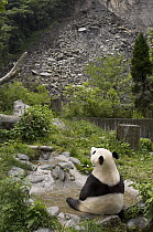 Giant Panda (Ailuropoda melanoleuca) in outdoor enclosure looking at landslide after the May 12, 2008 earthquake, CCRCGP, Wolong, China