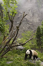 Giant Panda (Ailuropoda melanoleuca) in outdoor enclosure with landslide in background after the May 12, 2008 earthquake, CCRCGP, Wolong, China