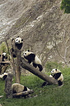 Giant Panda (Ailuropoda melanoleuca) cubs playing on structures near landslide after the May 12, 2008 earthquake, CCRCGP, Wolong, China