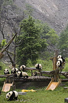 Giant Panda (Ailuropoda melanoleuca) young playing on structures after the May 12, 2008 earthquake and landslides, CCRCGP, Wolong, China