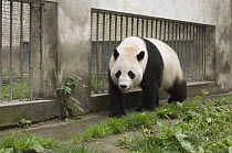 Giant Panda (Ailuropoda melanoleuca) in repaired enclosure after the May 12, 2008 earthquake and landslides, CCRCGP, Wolong, China