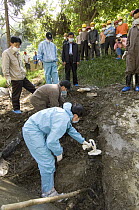 Giant Panda (Ailuropoda melanoleuca) recovery effort, veterinarian, Wang Chengdog, using hand-held reader to locate Mao Mao's body after the May 12, 2008 earthquake and landslides, CCRCGP, Wolong, Chi...