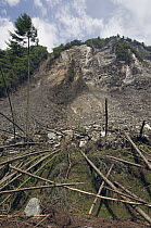Landslide and destroyed trees after the May 12, 2008 earthquake, CCRCGP, Wolong, China