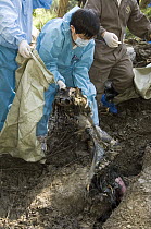 Giant Panda (Ailuropoda melanoleuca) recovery effort, veterinarian, Wang Chengdog, and other workers collecting Mao Mao's body after the May 12, 2008 earthquake and landslides, CCRCGP, Wolong, China