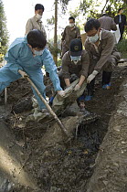Giant Panda (Ailuropoda melanoleuca) recovery effort, veterinarian, Wang Chengdog, and other workers collecting Mao Mao's body after the May 12, 2008 earthquake and landslides, CCRCGP, Wolong, China