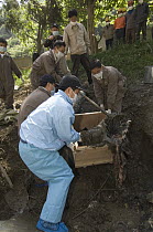 Giant Panda (Ailuropoda melanoleuca) recovery effort, workers collect Mao Mao's body for burial after the May 12, 2008 earthquake and landslides, CCRCGP, Wolong, China
