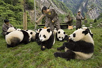 Giant Panda (Ailuropoda melanoleuca) workers tending to young after the May 12, 2008 earthquake and landslides, CCRCGP, Wolong, China