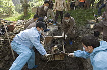 Giant Panda (Ailuropoda melanoleuca) recovery effort, workers collecting Mao Mao's body after the May 12, 2008 earthquake and landslides, CCRCGP, Wolong, China