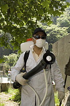 Giant Panda (Ailuropoda melanoleuca) recovery effort, worker wearing disinfection gear near Mao Mao's body after the May 12, 2008 earthquake and landslides, CCRCGP, Wolong, China