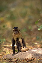 Brown Capuchin (Cebus apella) preparing to lift a rock hammer that is extremely heavy compared to the monkey's body weight to crack open a palm nut it has placed in a small pit in the anvil rock surfa...