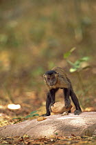 Brown Capuchin (Cebus apella) preparing to lift a rock hammer that is extremely heavy compared to the monkey's body weight to crack open palm nuts it has placed in small pits in the anvil rock surface...