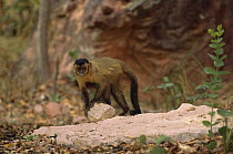 Brown Capuchin (Cebus apella) with rock hammer that is extremely heavy compared to the monkey's body weight which it uses to crack open palm nuts placed in small pits in the anvil rock surface, Cerrad...